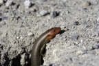 Gilbert's Skink. Photo by Phil Robertson
