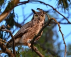 Immature Great Horned Owl at Grizzly Island. Photo by Jen Joynt
