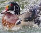 Wood Duck. Photo by Doug Froning