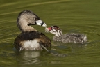Pied-Billed Grebe and chick. Photo by Cindy Tucey