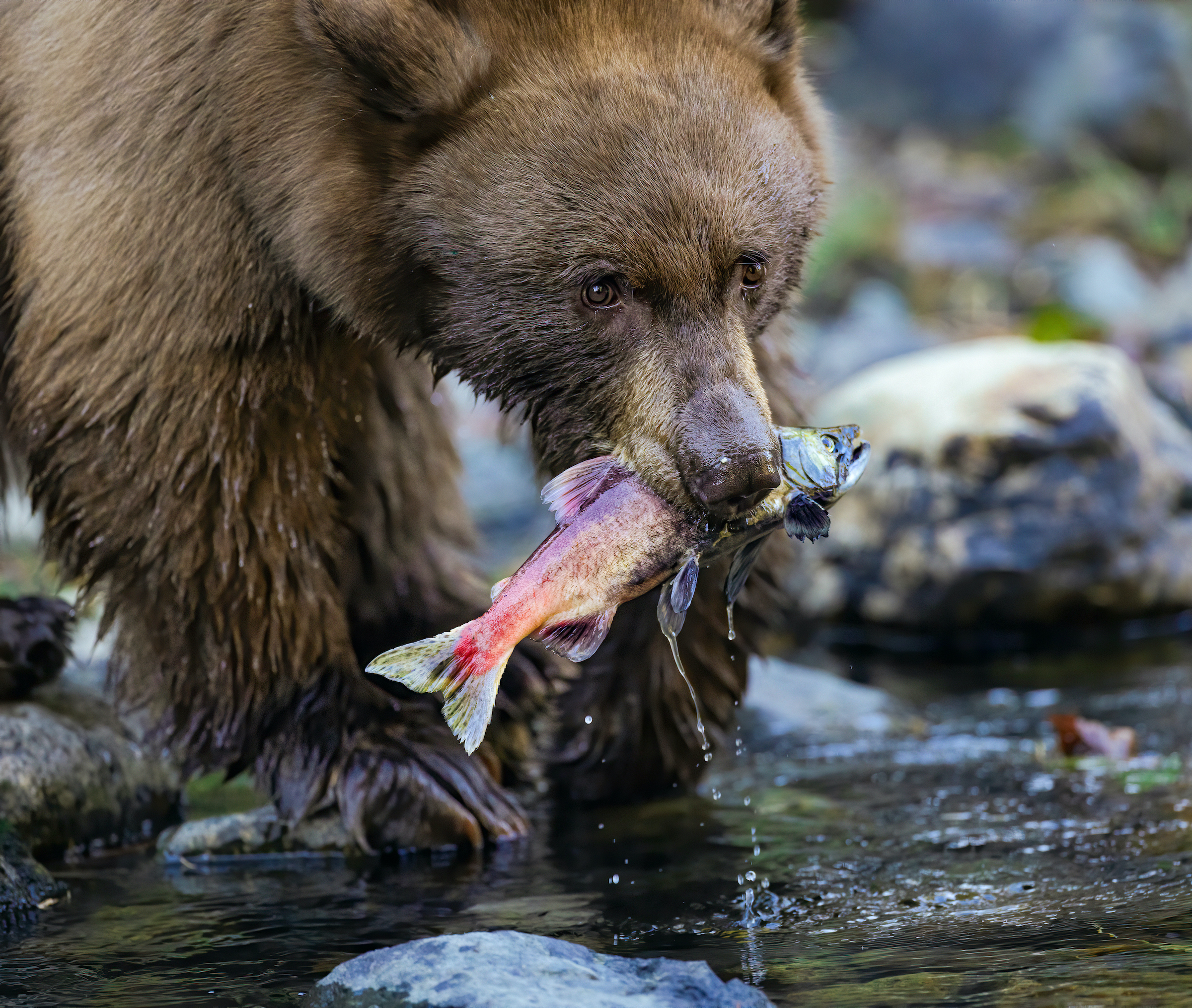Acquired Taste:
Kokanee Salmon were anthropogenically (i.e. introduced by human) added to Lake Tahoe, California in the 1940s. ...