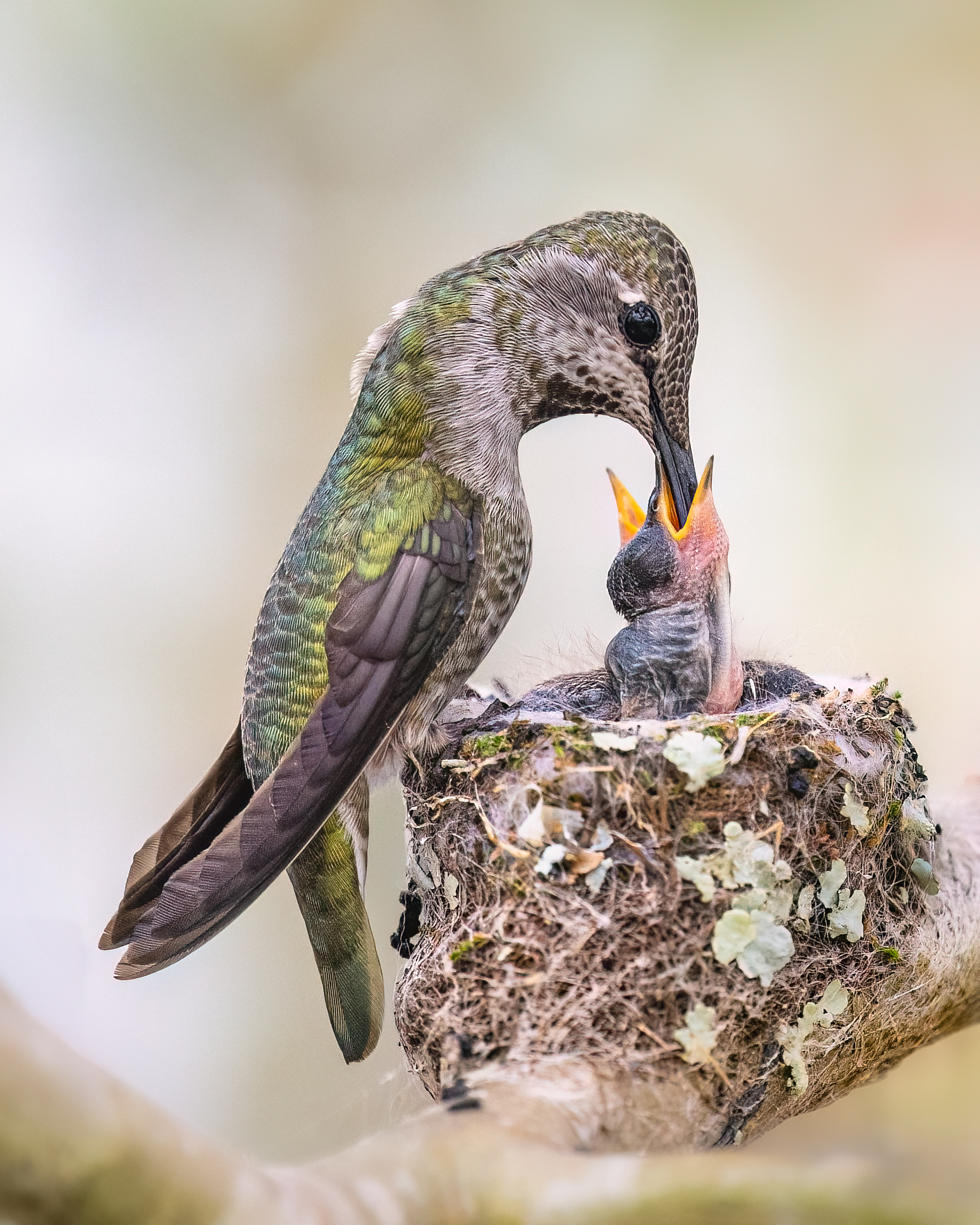 An Anna's Hummingbird returns to her nest to feed her two chicks. She pokes her long bill into the mouths of the birds to f...