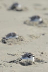 Snowy Plovers on the beach at Golden Gate NRA. Photo by Jessica Weinberg