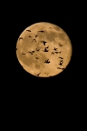 Ducks fly across full moon at Sacramento NWR. Photo by Phil Robertson: 908x1362