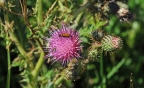 Insect on Thistle: 1024x624.07111111111