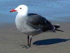 Heermann's Gull near Channel Islands NP Visitor Center, Ventura. Photo by Kyle TePoel