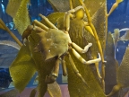 Crab at Monterey Bay Aquarium. Photo by David Crosby: 1024x768