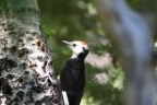White-headed Woodpecker at Eagle Lake. Photo by Tom Pritchard: 1024x682.66666666667