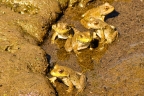 Frogs at Eastman Lake. Photo by Pat Althizer: 1024x682.5601996257