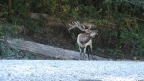 Elk-bugling