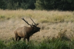 Bugling Roosevelt Elk at Redwood National and State Parks. Photo by Amanda Alaniz