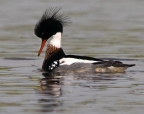 Red-breasted Merganser at Elkhorn Slough Reserve. Photo by Jim Duckworth: 1024x804.44030118322