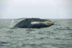 Pod of breaching Humpbacks at Farallon Islands NWR. Photo by Jessica Weinberg