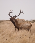 Tule Elk at Point Reyes National Seashore. Photo by Alex Fisher: 1024x1280.5335556482