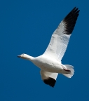 Ross' Goose at Merced NWR. Photo by Gary Powell