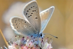 Endangered Mission Blue Butterfly at GGNRA. Photo by Jessica Weinberg: 1024x685.48760330579