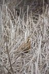 American Bittern at Gray Lodge Wildlife Area. Photo by James Simon.