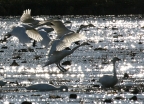 Tundra Swans at Gray Lodge Wildlife Area. Photo by Phil Robertson: 1024x738.82621082621