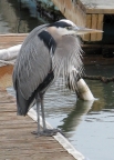 Great Blue Heron at K-Dock. Photo by Terry Eckhart