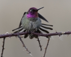 Anna's Hummingbird. Photo by Thomas Roach