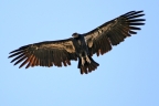 California Condor. Photo by Dianne Erskine Hellrigel