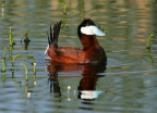 Male Ruddy Duck. Photo by Stephen Creswell