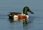 Northern Shoveler at Little Lake Overlook. Photo by Stephen Creswell: 800x553