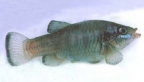 Owens Pupfish