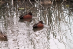Cinnamon Teal at Sacramento NWR. Photo by Claire Ames