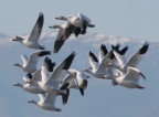 Snow Geese at Sacramento NWR. Photo by Carole Haskell