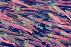 Kokanee Salmon spawning in Taylor Creek. Photo by Phil Robertson: 1024x682.66666666667