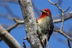 Red-breasted Sapsucker at Bidwell Park. Photo by Tom Pritchard: 1024x683.02634351949