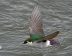 Violet-Green Swallow. Photo by Tim Avery
