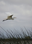 Snowy Egret at Sacramento NWR. Photo by Virginia Jaquez: 105x144