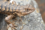 Western Fence Lizard at Golden Gate NRA. Photo by Jessica Weinberg