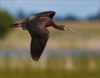White Faced Ibis, by Cathy Cooper