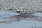Bolinas Lagoon. Photo by Lew Milligan: 1024x678.23376623377