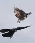 Red-tailed Hawk and Raven at Sacramento NWR. Photo by Lyle Madeson: 1024x1279.36