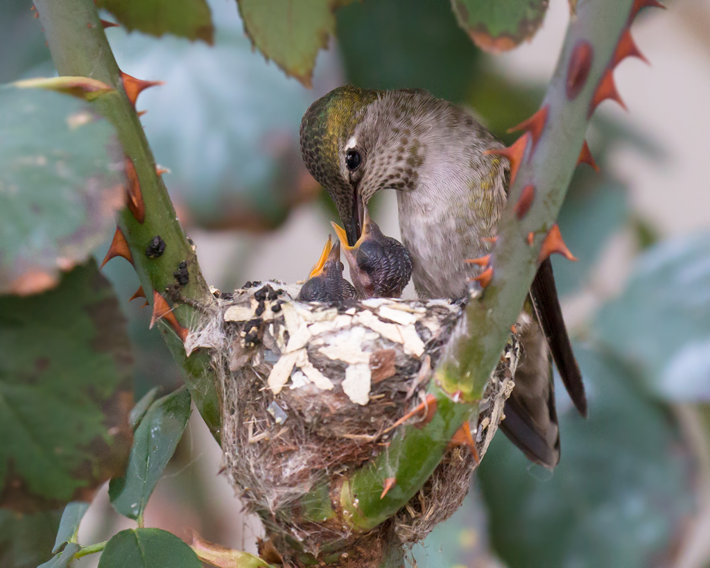 Feeding Time! Newly hatched Anna's Hummingbirds get their breakfast from their doting mama. This mama has figured out that rose bushes provide protection from predators, nesting in this residential garden yearly.