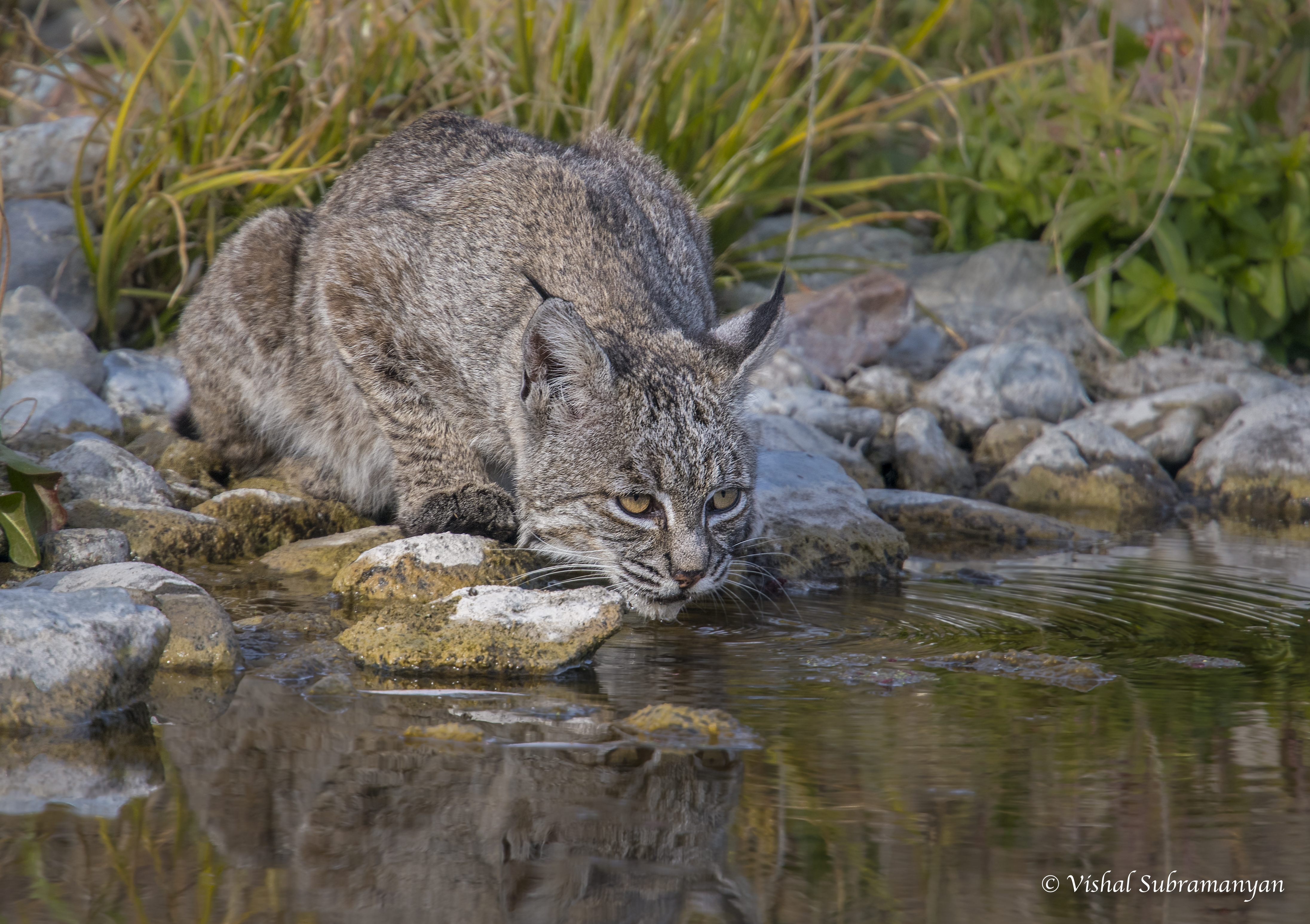 A wild bobcat drinks water from a stream in Sycamore Grove Park.
Nikon d500 with 300mm f4 and 1,4tc, handheld, Iso 400, 1/1250,...