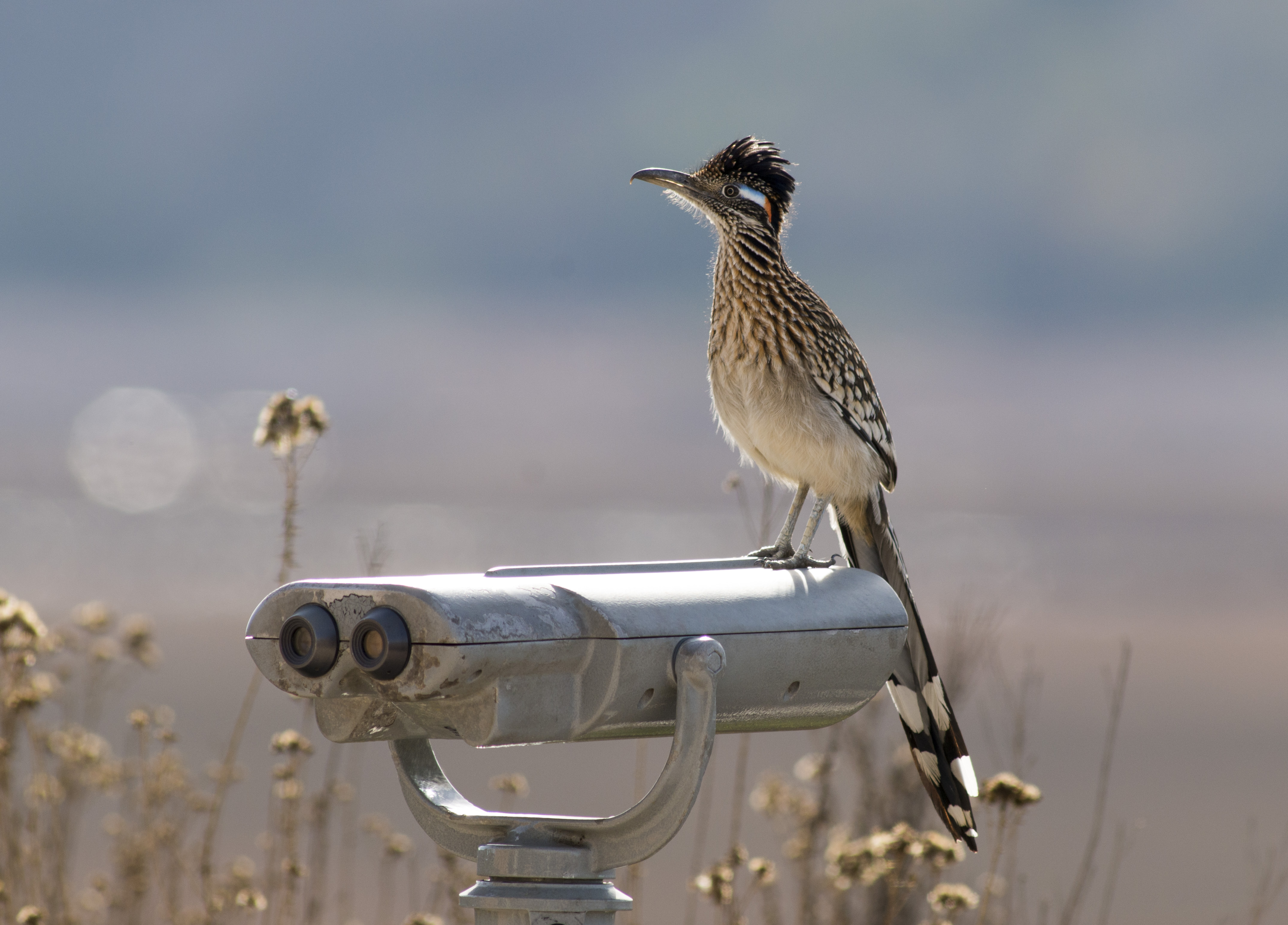 Rudy the lonely Greater Roadrunner looking for love in Upper Newport Bay Ecological Reserve and Regional Park. Credit Sandrine B...