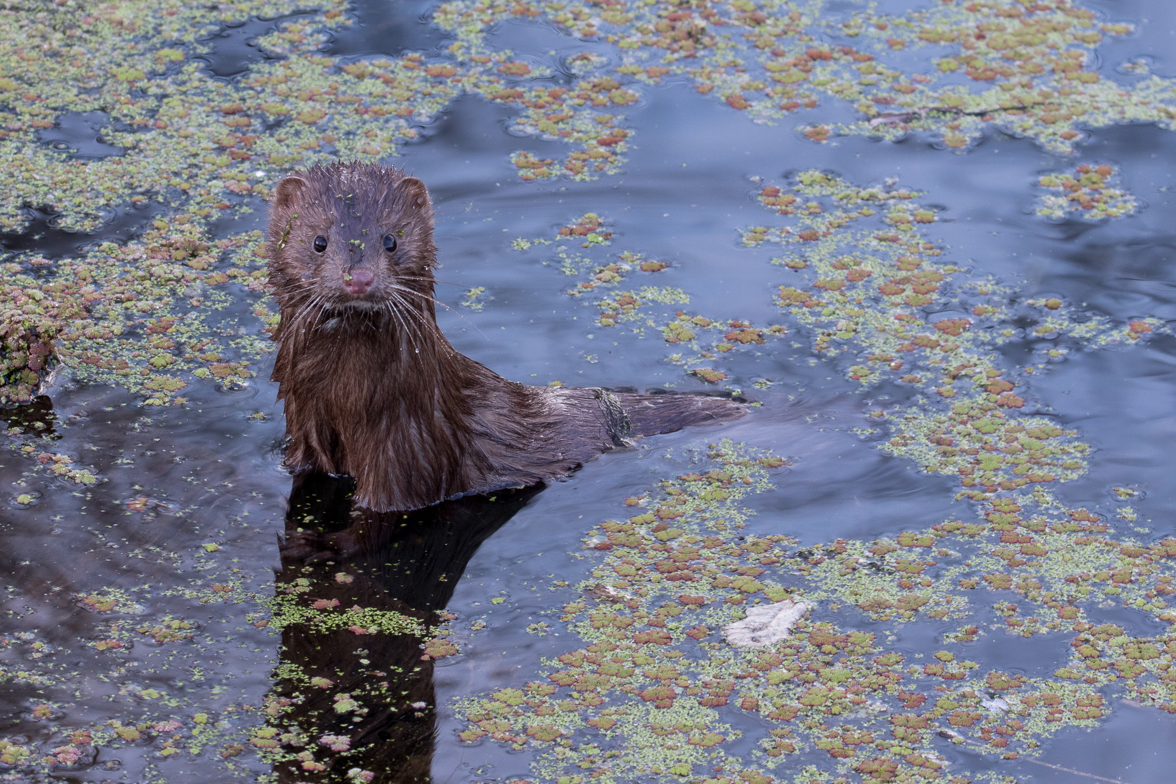 Curious Mink - As I was passing the shoreline of Spring lake, this curious American mink popped out of the water, posed and gave...