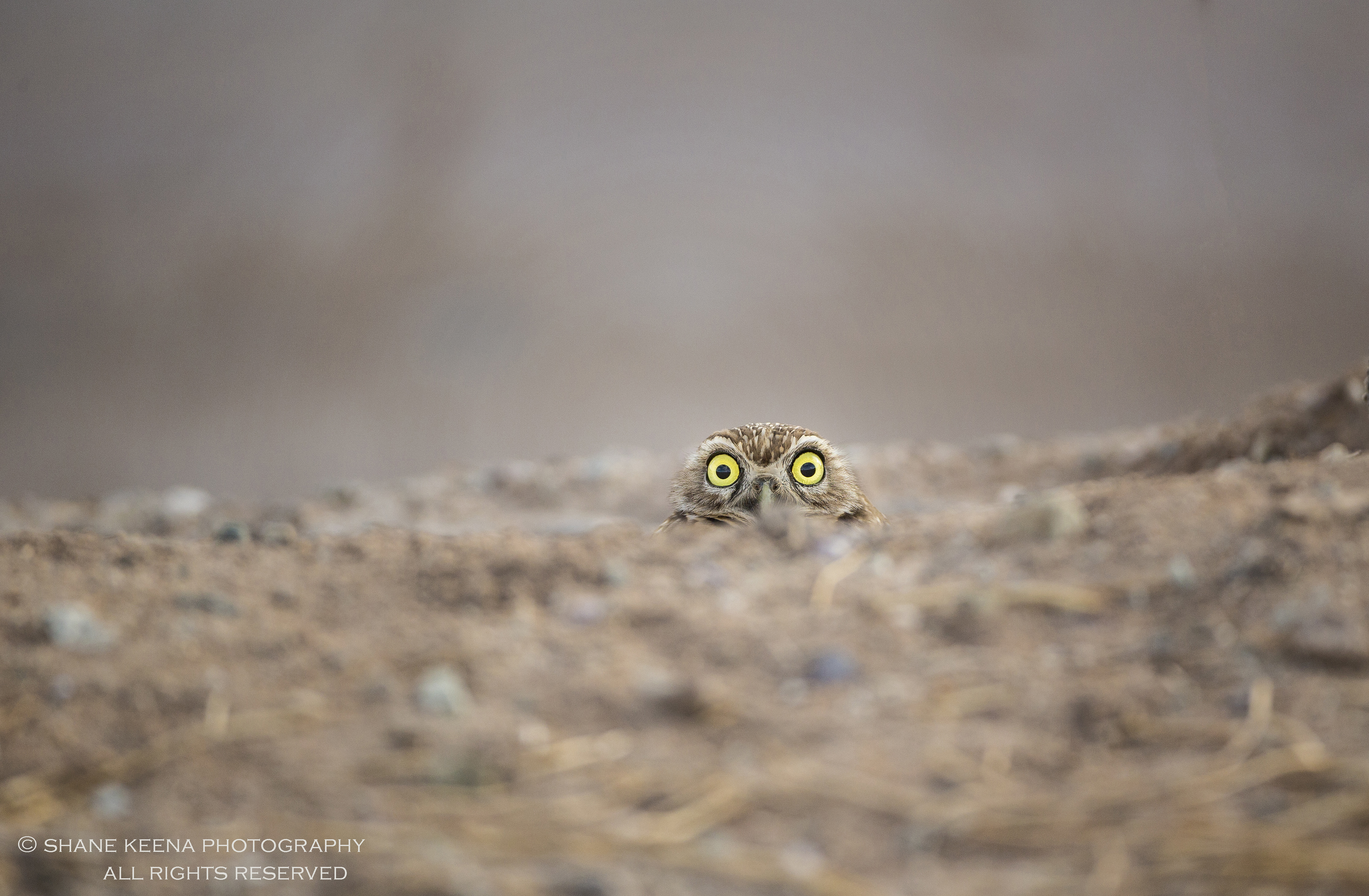 Peek-a-boo
I've visited this particular burrowing owl many times. Always the same burrow and always the same expression!
...