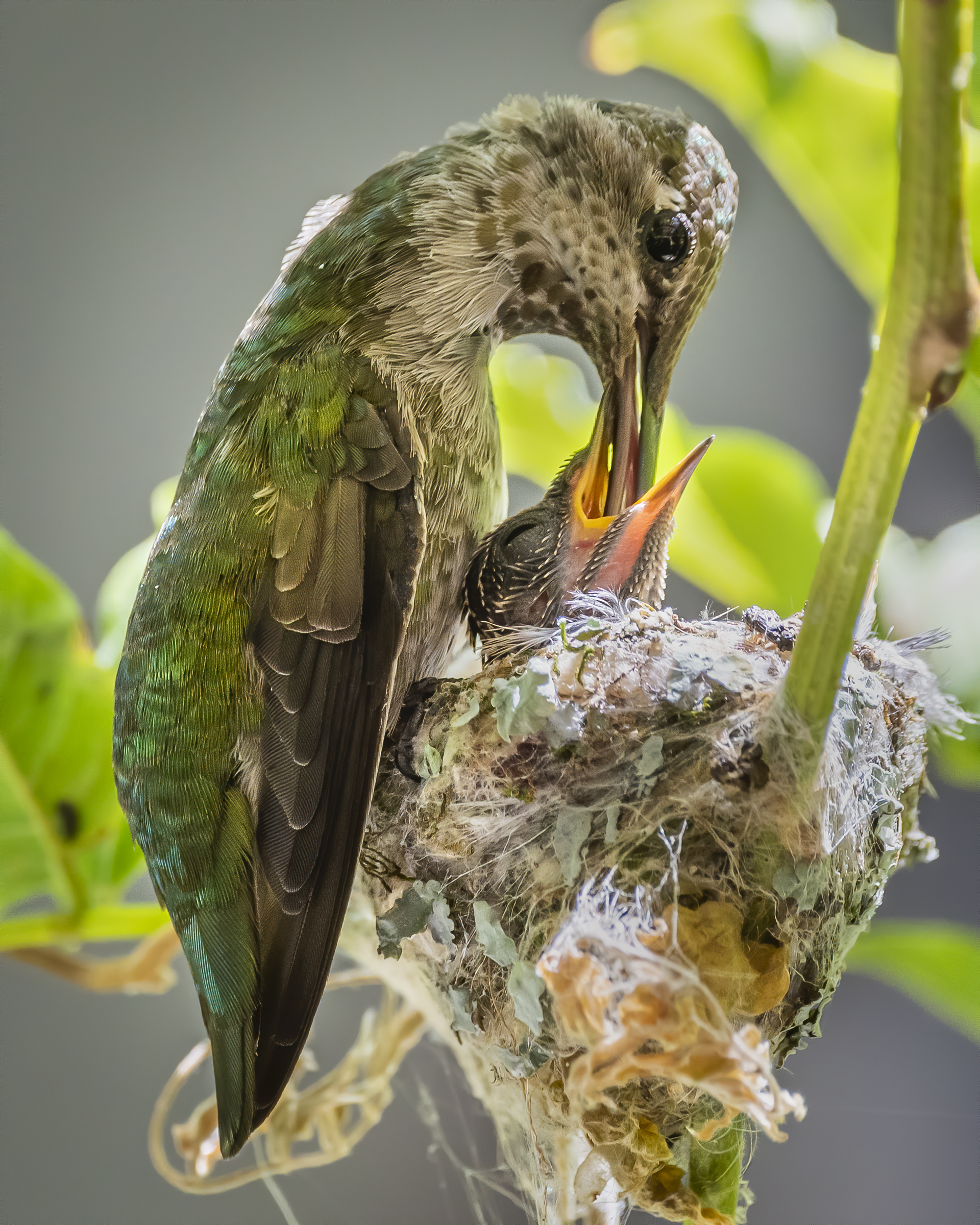 An Anna's Hummingbird feeds her newly hatched little one. This was taken from a distance.
Nikon D500, Tamron 150-600, 1/40...