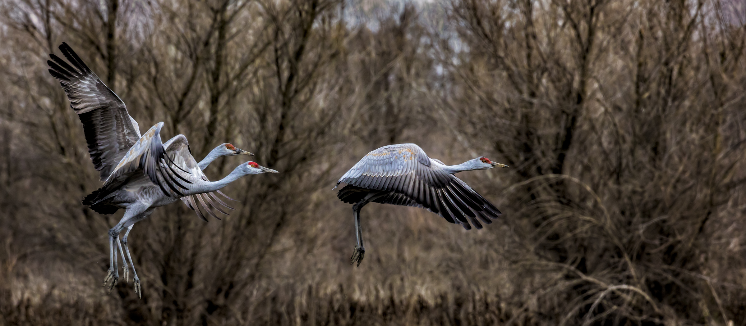 Sandhill Cranes usually fly in family groups. This family of Lesser Sandhill Cranes wintered at the San Joaquin River NWR.
Cano...