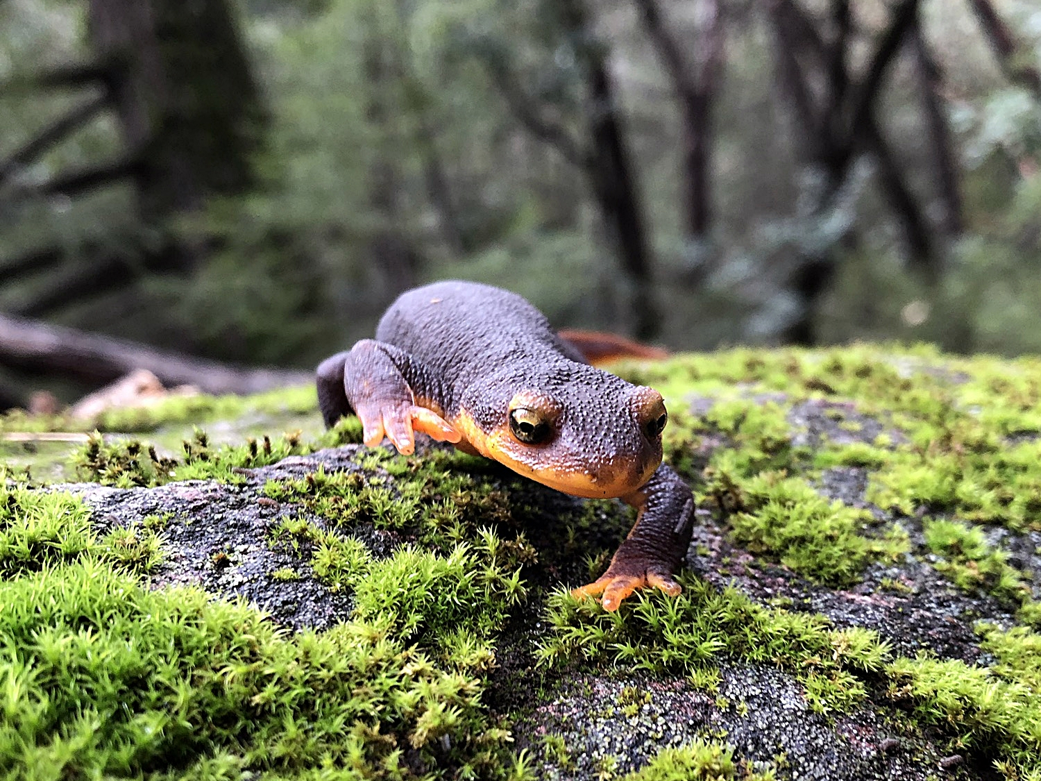 Curious California Newt at Pacific Union College Demonstration and Experimental Forest in Napa County
Photographed with Apple i...