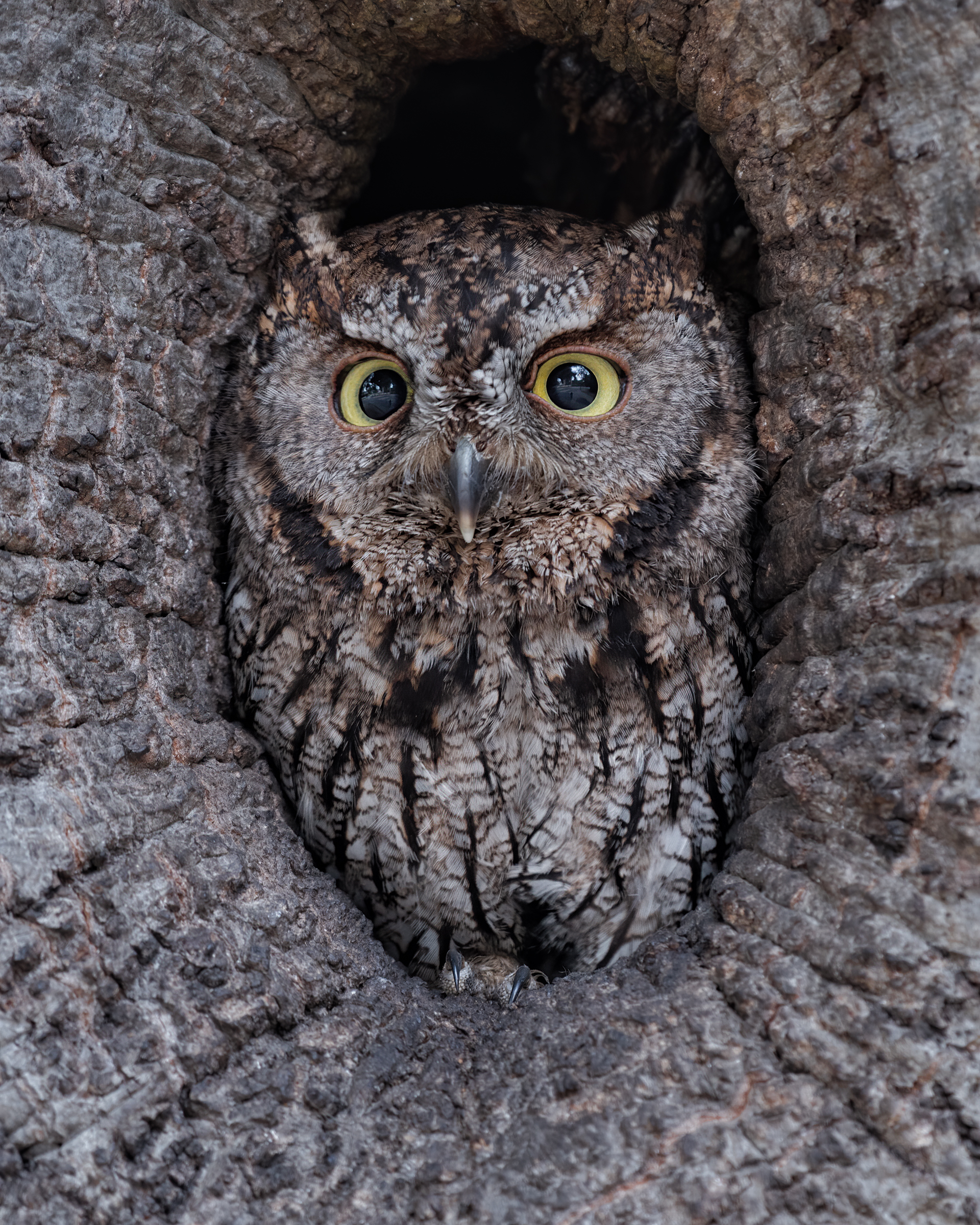 Center of Attention - This Western Screech-Owl is in the center of my frame, but sure was difficult to spot. Western Screech-Owl...