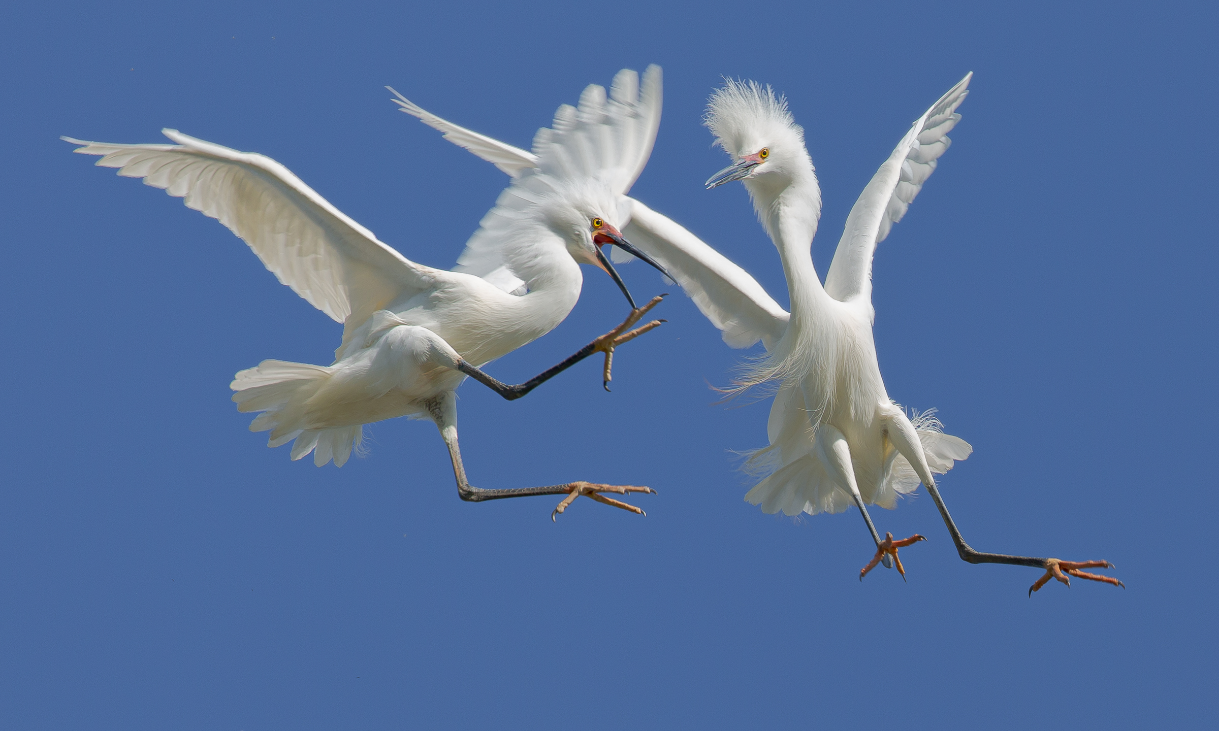 Snowy egrets fighting for the honors of a most beautiful mate. Only one will become a suitor. 
Canon Mark III  100-400