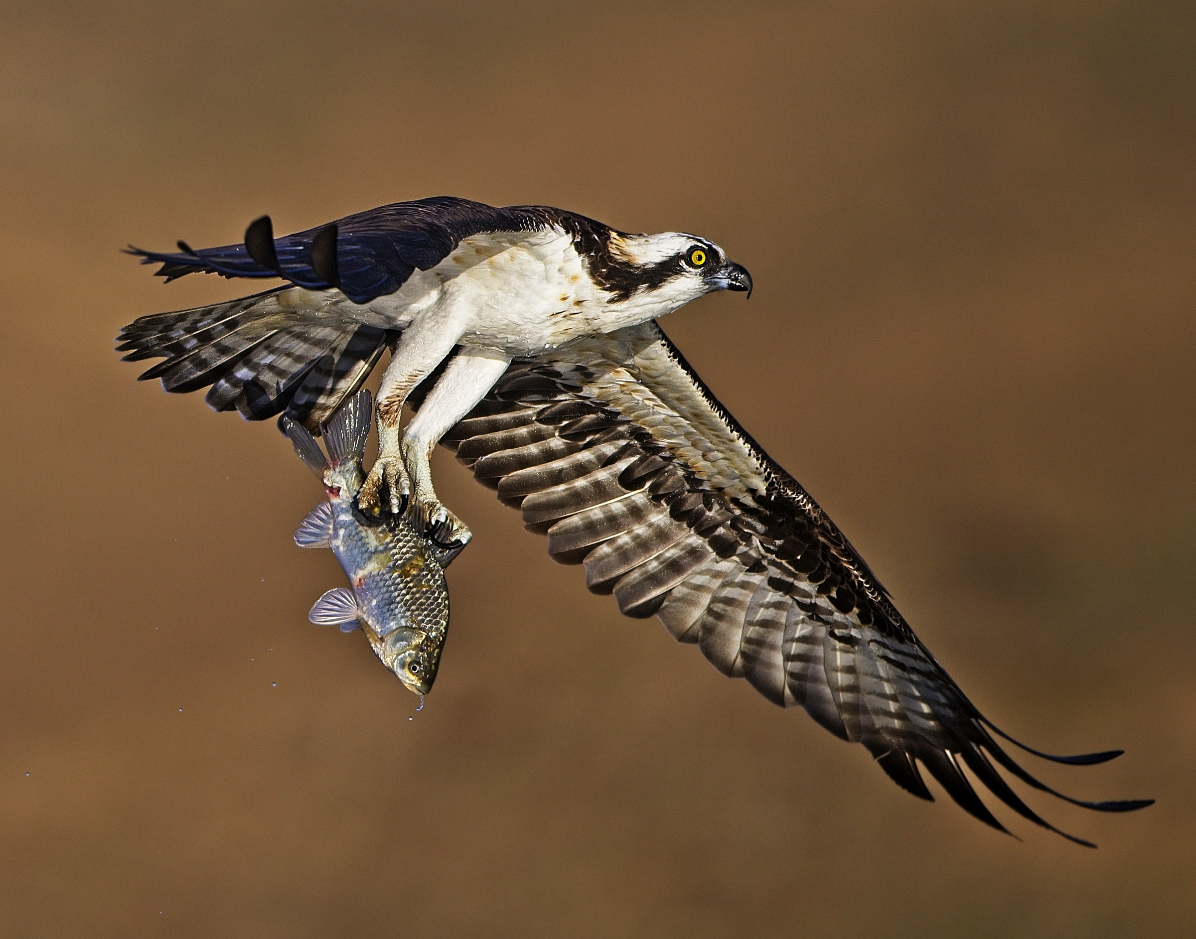 An osprey catches its morning meal from a small pond with abundant fish.  It is located near the foothills below Sequoia Nationa...