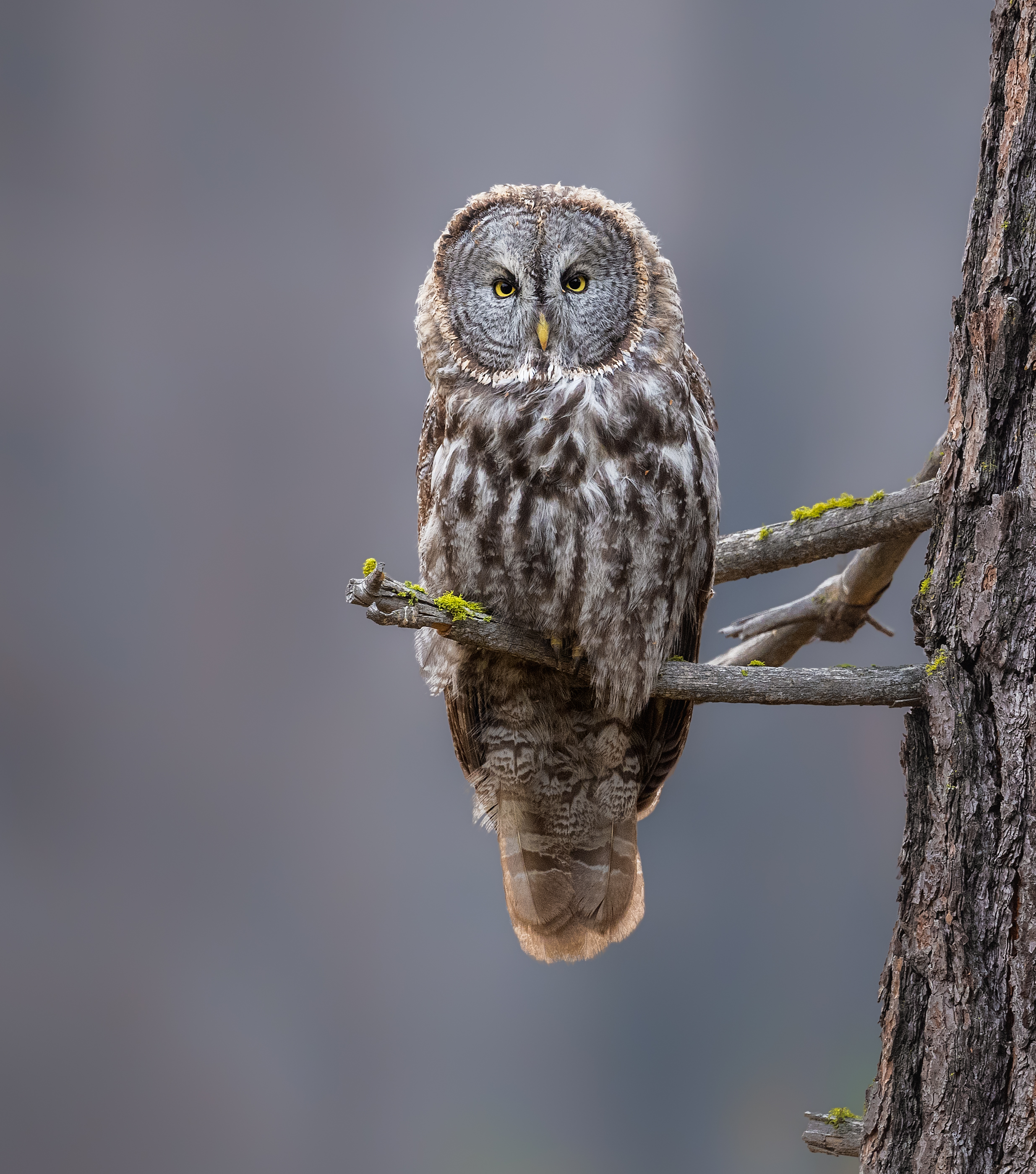 On a chilly fall morning, a pale colored great gray owl perches on an open branch.

In fall 2020, after a long week of school,...